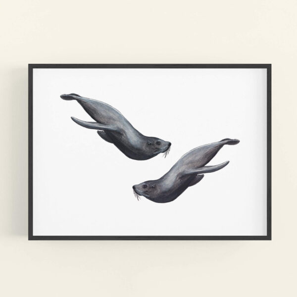 Illustration of 2 seals swimming - black frame