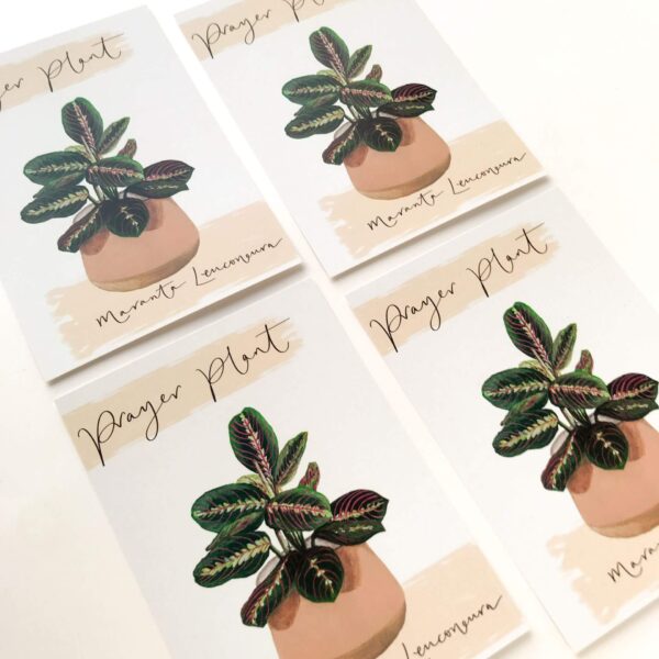 Illustrated house plant postcards with prayer plant design