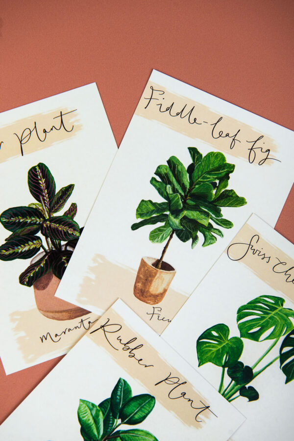 illustrated house plants postcards